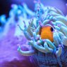 North44Reef