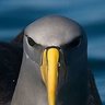 Albatros