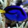 gilreef