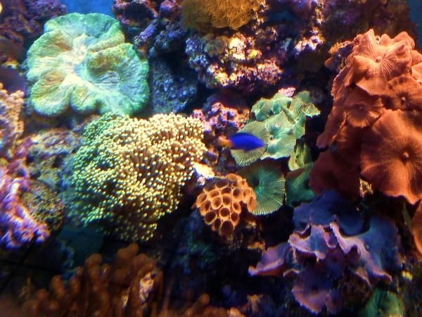 corals 152