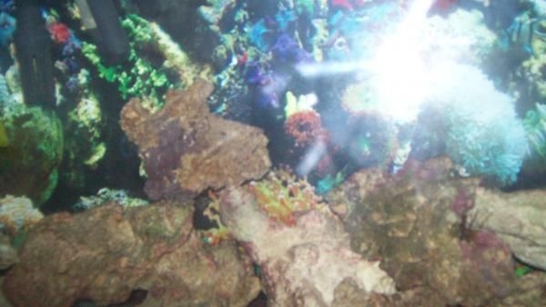fish1 002