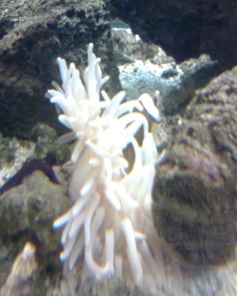 polymnus (silla de montar) en anemona tentaculo largo los payasos aun no ponen