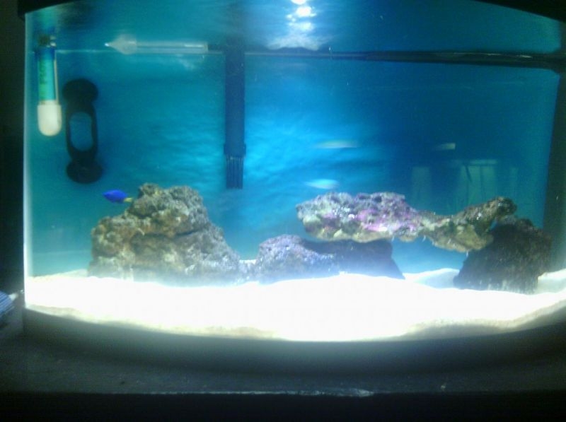 nano reef