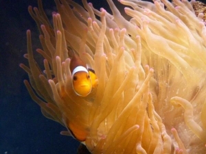 Percula en Anemona