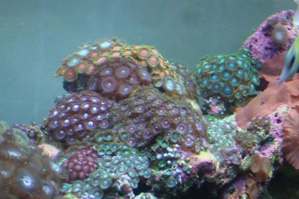 Zoanthos
