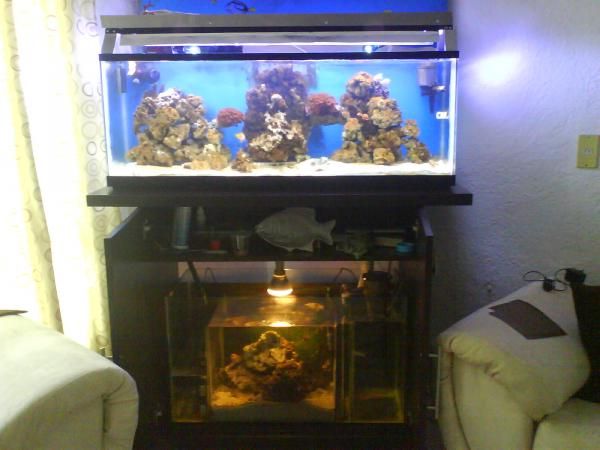 aqui una vista amplia del mueble mi pecera la iluminacion y el tanke