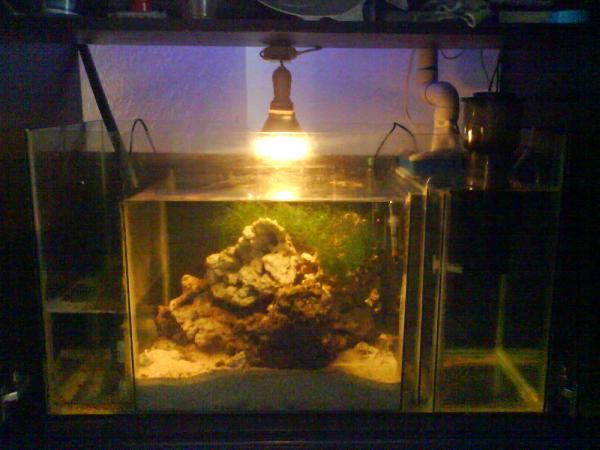 pues aqui mi sump, este cuenta con 90 cm largo y 50 x 50 actualmente tiene 15 kilos de piedra nacion