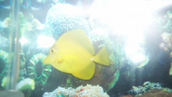 fish1 005
