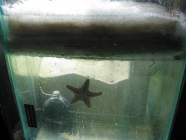 perlon en el sump