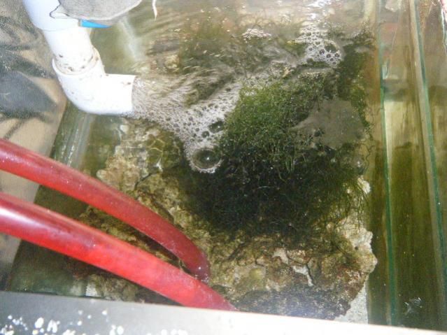 refugio con alga chato, roca viva cultivada  y cama de arena pink fiji de caribe sea comprado todo e