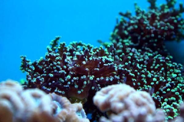 coraldepot