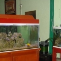 Aqu? mi primer tanque de 200L.con un fitro externo Astro 650 L/h. tengo a un idolo pues de un tiempo