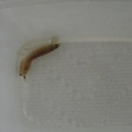 Vemos en un recipiente al camaron mantis, Bueno como vivo cerca de puerto marquez en Acapulco, pues