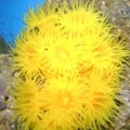sol