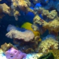 nano (1)