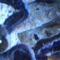 mis caballitos de mar