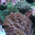 Clavularia, Gorgonia Incrustante, Xenia Elongata, Gorgonia