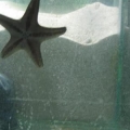 sump con cama de arena y estrella