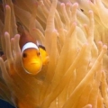 Percula en Anemona