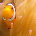 Percula Saliendo Anemona