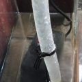 Bomba Retorno