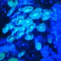 IMG00589 20121011 2103