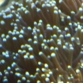 galaxea