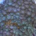 Zoos Mixtos 2