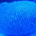 Cerebro + Actinic
