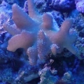 Devil's Hands