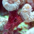 candys coraldepot