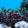 coraldepot