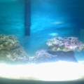 nano reef