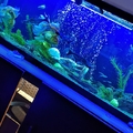 Acuario de mi esposo