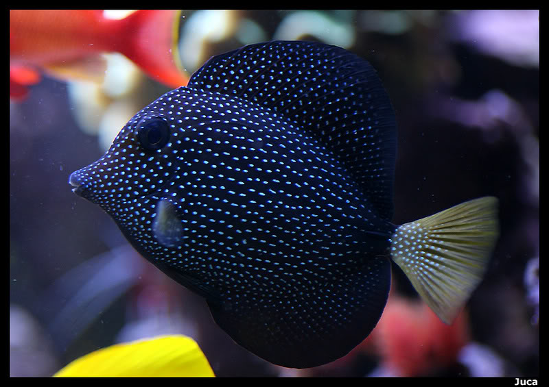 Peces y corales mas caros del mundo | Club Acuarios Marinos